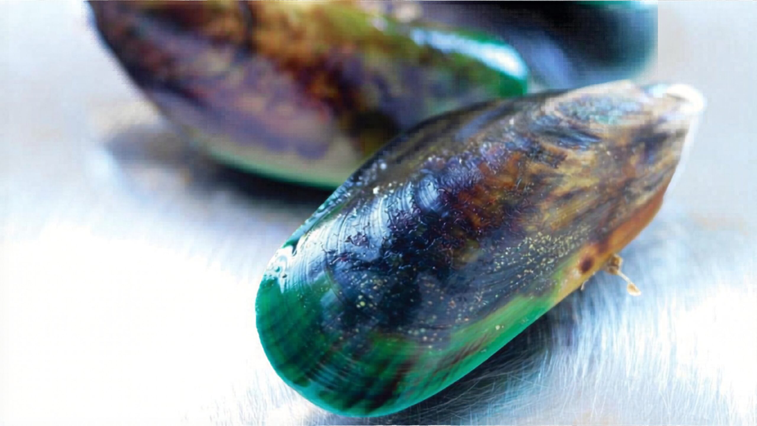GL Mussel_20260610